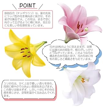 百合の球根♪ Amazon | 百合の球根,3種類の同じ色はあなたに選択するように